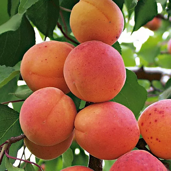 Bergeron kajszibarackfa