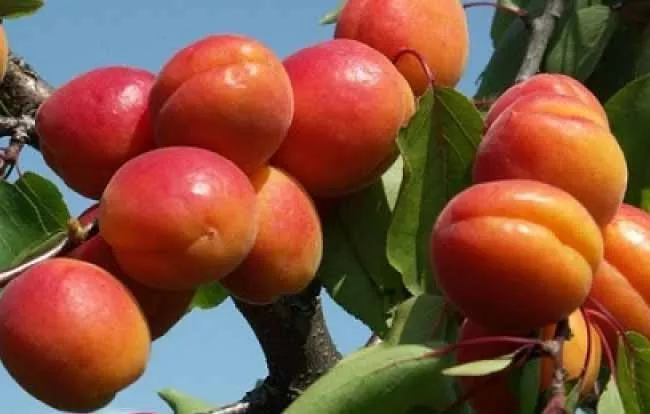 Ceglédi gömbölyű kajszibarackfa