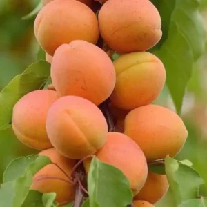 Ceglédi gömbölyű kajszibarackfa