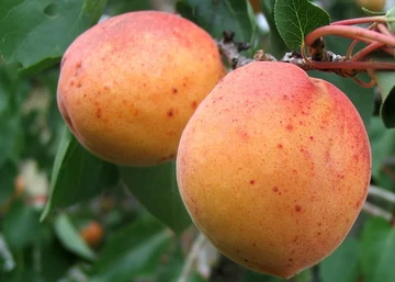 Ceglédi kedves kajszibarackfa