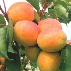 Ceglédi óriás kajszibarackfa