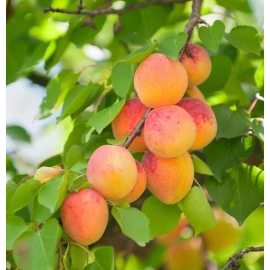 Ceglédi szilárd kajszibarackfa