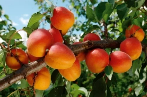 Goldrich kajszibarackfa