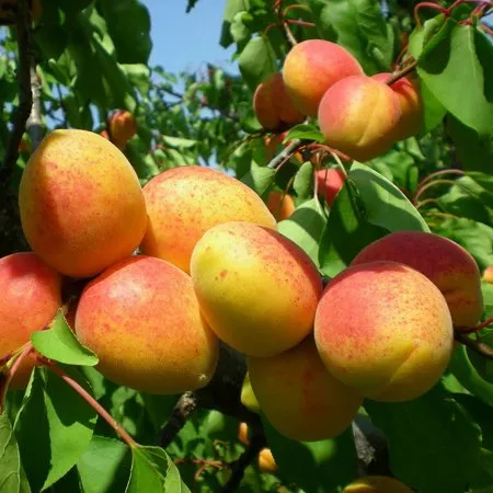 Gönci magyar kajszibarackfa