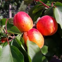 Nyújtó Ferenc emléke kajszibarack