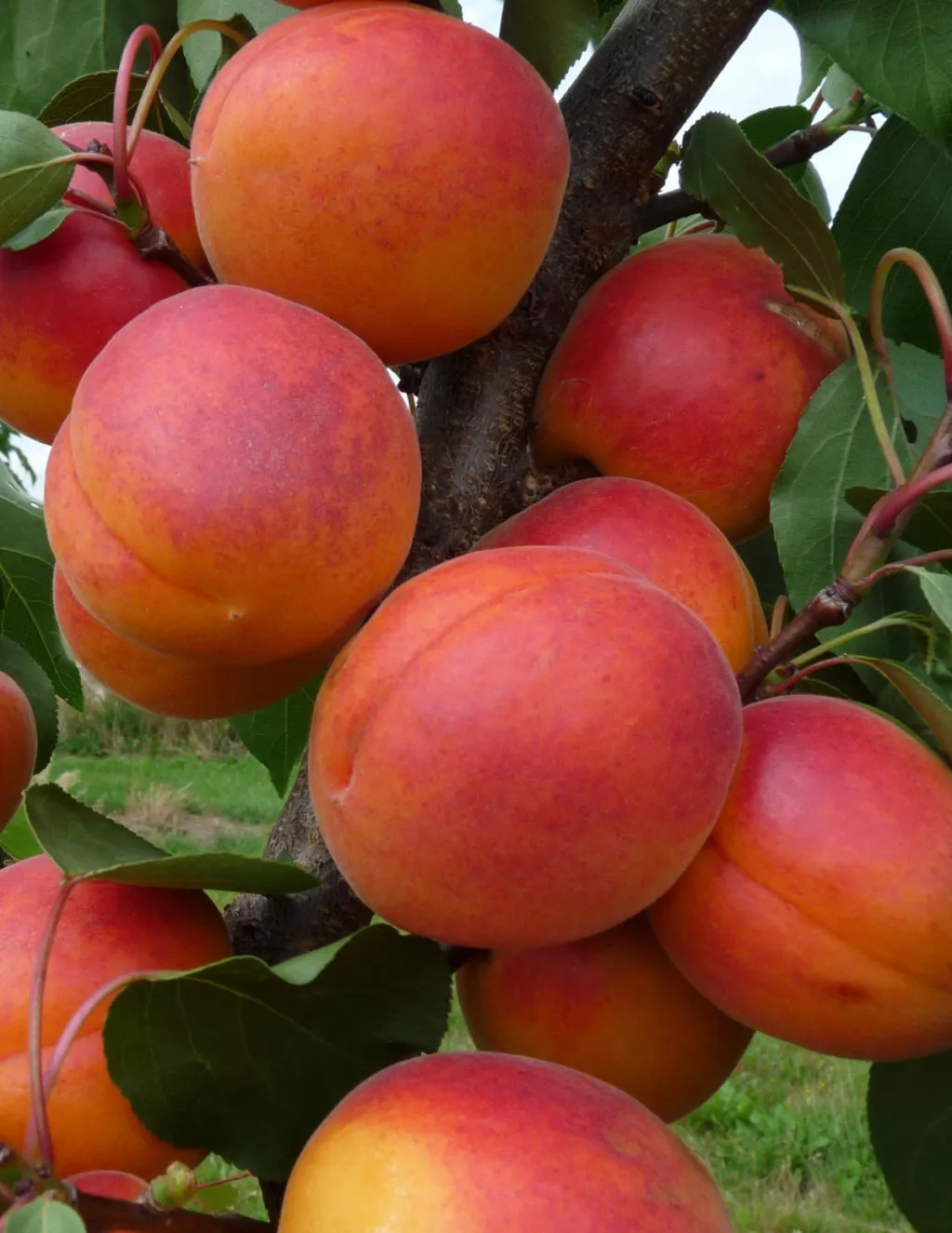 Orangered kajszibarack