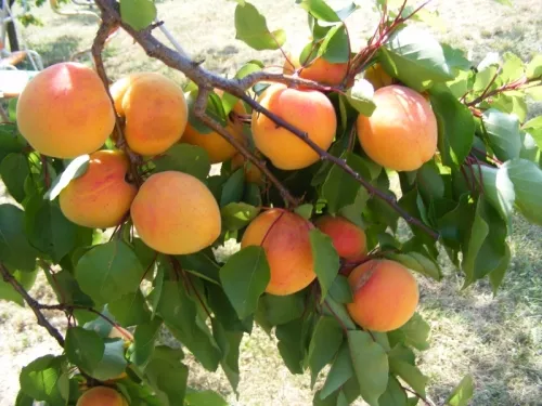 Pannónia kajszibarack