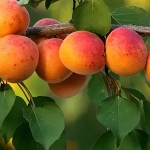 Rózsakajszi C 1406 kajszibarack