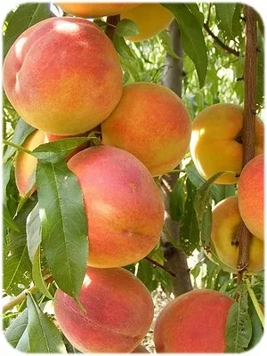 Alirosada őszibarackfa