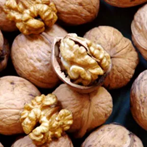 Alsószentiváni 117 dióoltvány