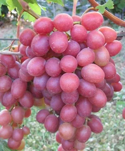 Anyuta csemegeszőlő oltvány