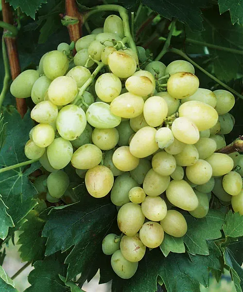 Arkadia csemegeszőlő oltvány