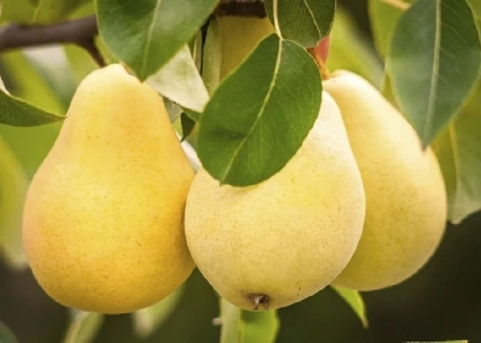 Árpával érő körtefa