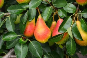 Avranchesi jó Lujza körtefa