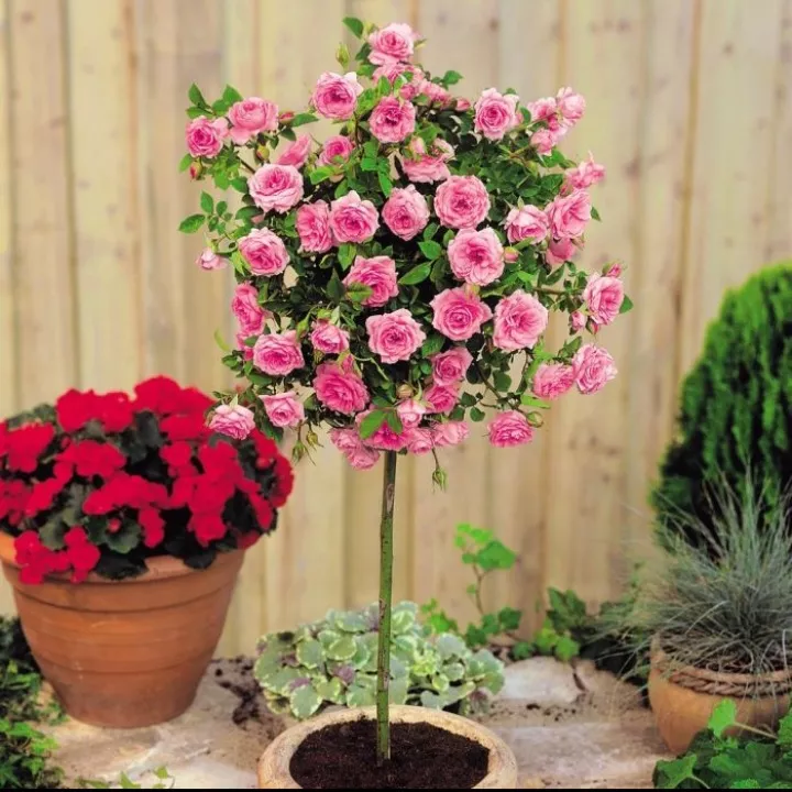 Baba rózsaszín rózsa