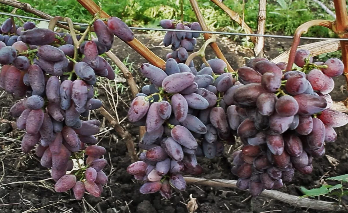 Baikonur csemegeszőlő oltvány