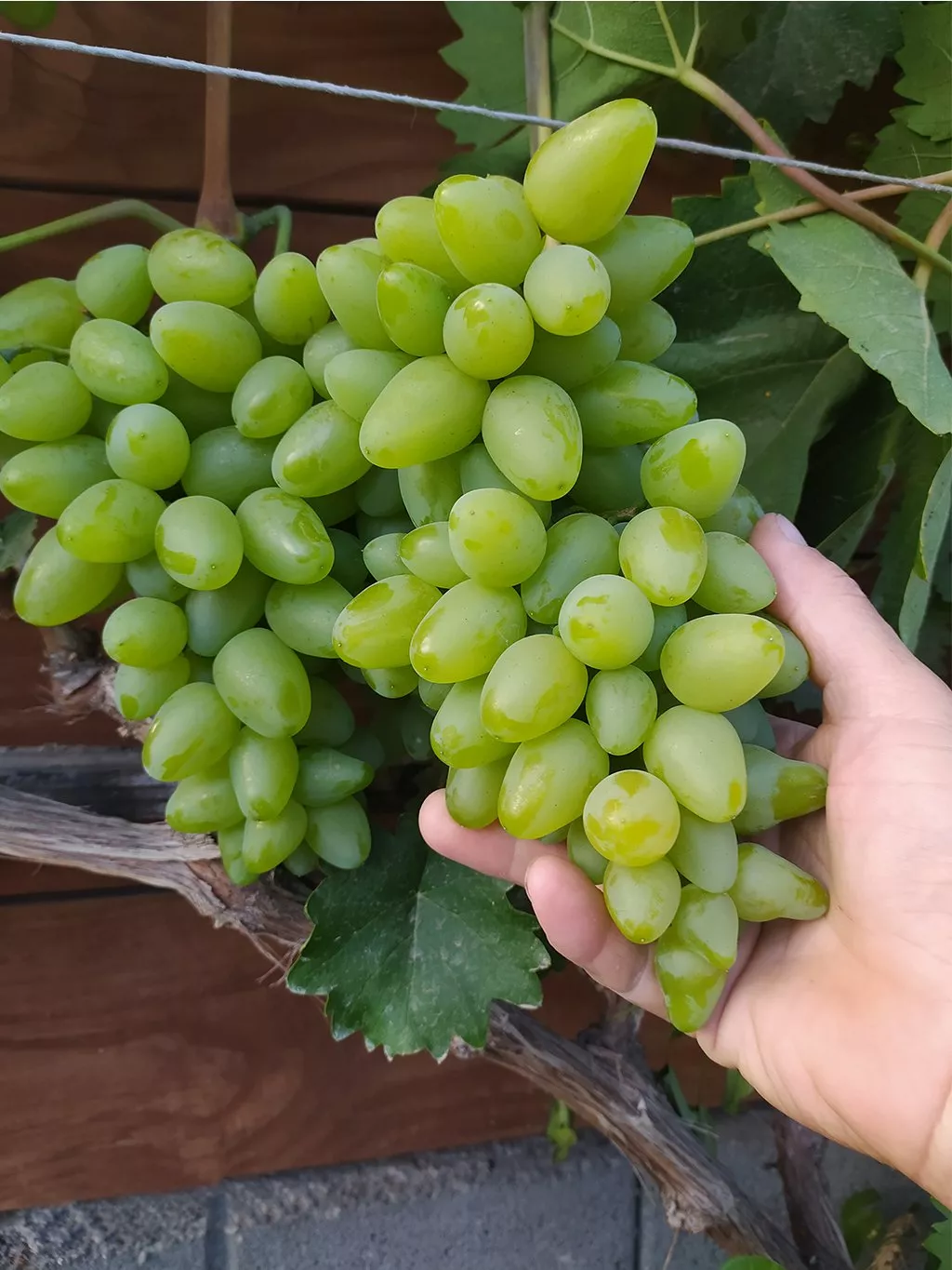 Bazena csemegeszőlő oltvány