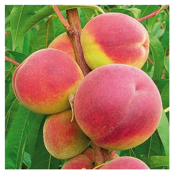 Benedicte őszibarackfa