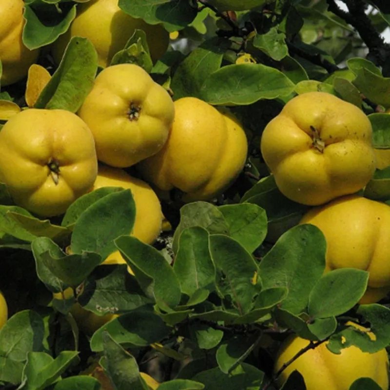 Bereczki bőtermő birsfa