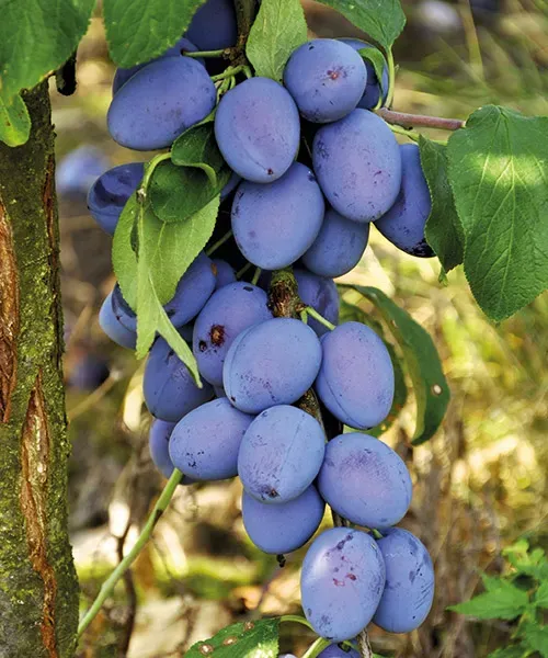 Besztercei Nm122 szilvafa