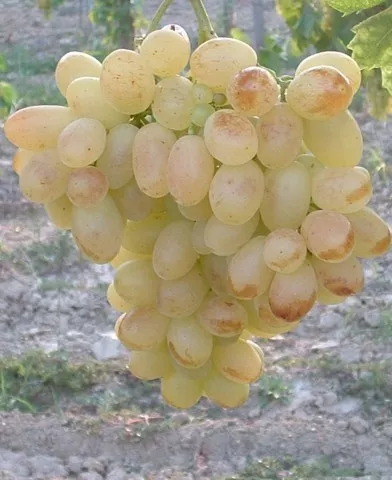 Boris csemegeszőlő oltvány