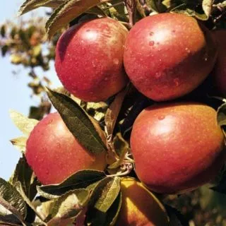 Braeburn alma