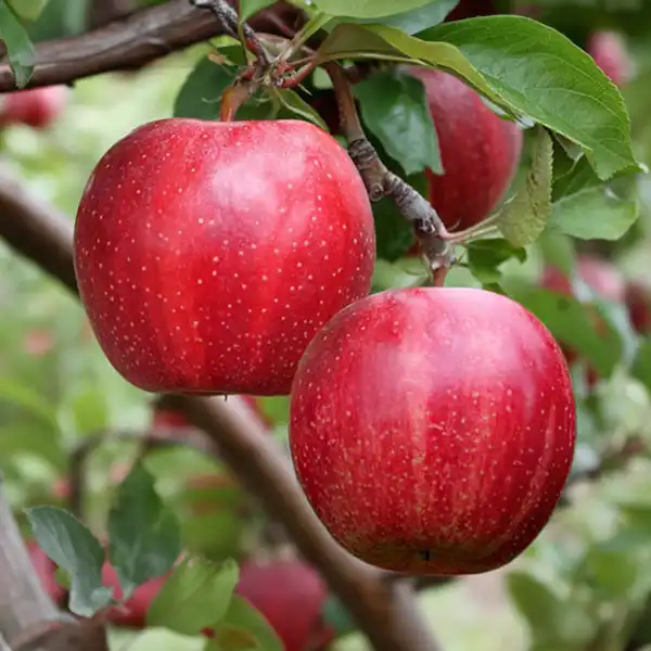 Buckeye Gala Simmons alma