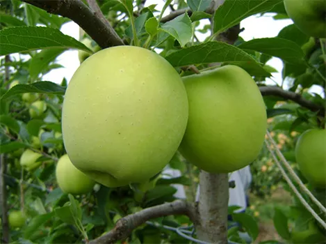 Búzával érő almafa