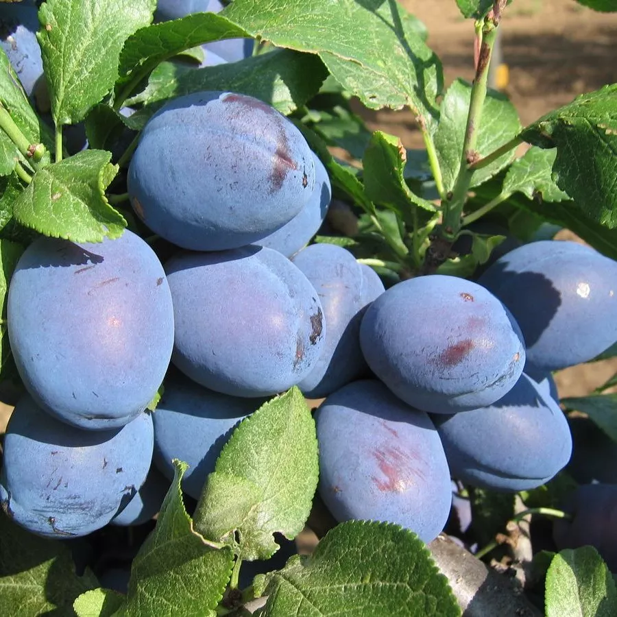 Cacanska lepotica szilvafa