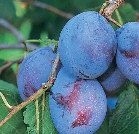 Cacanska rana szilvafa