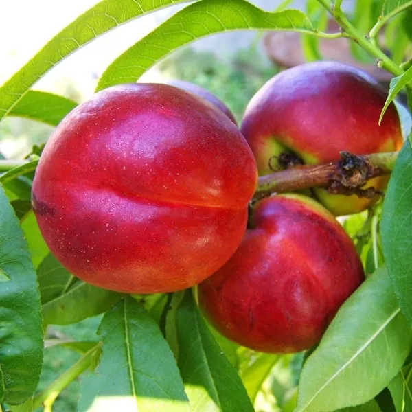 Caldesi 2000 őszibarackfa