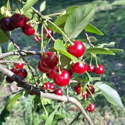 Cigánymeggy 7 meggyfa