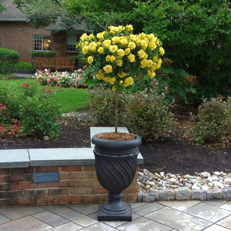 Citrom sárga rózsa