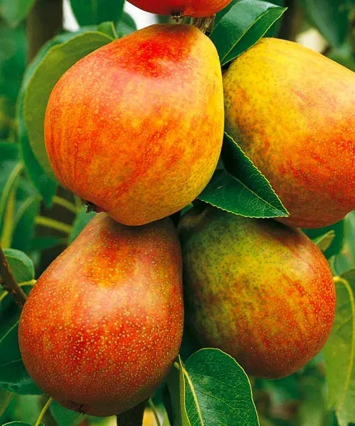 Clapp kedveltje körtefa