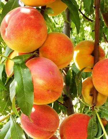 Cresthaven őszibarackfa