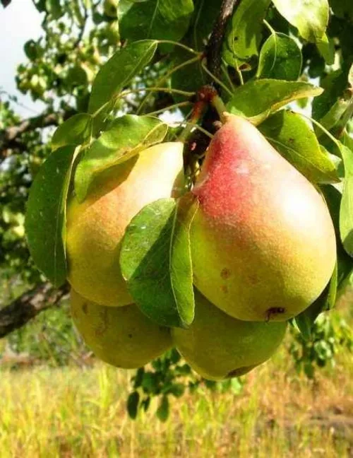 Császárkörte körtefa