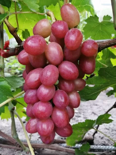 Darwin csemegeszőlő oltvány