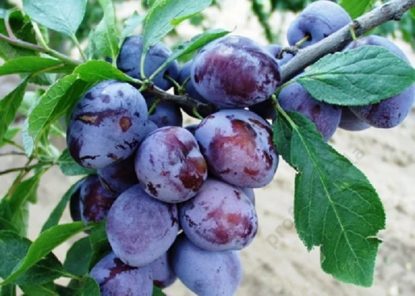 Debreceni muskotály szilvafa