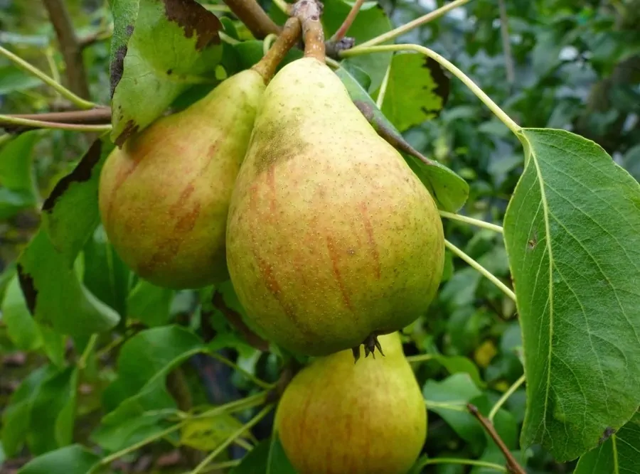 Diel vajkörte körtefa