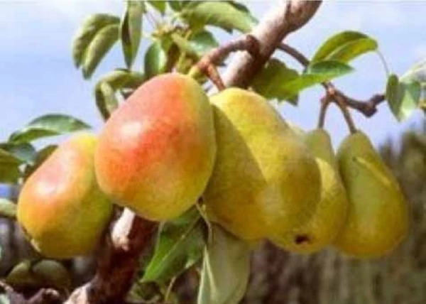 Dr Guyot Gyula körtefa