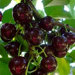 Érdi bőtermő meggyfa