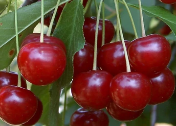 Érdi nagygyümölcsű meggyfa