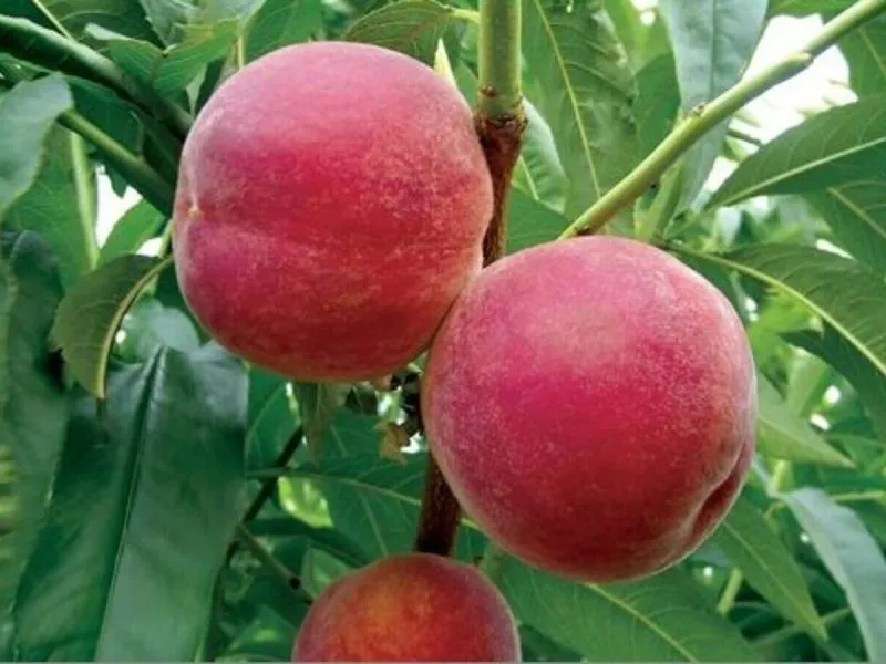 Fairlane őszibarackfa