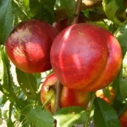 Fantasia őszibarackfa