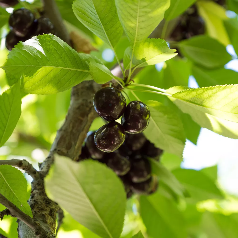 Feketicsi (ellenálló) meggyfa