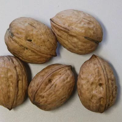 Franquette dióoltvány