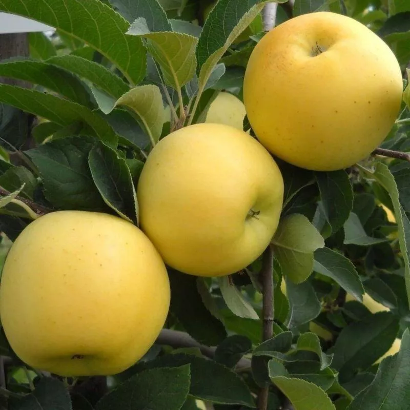 Golden Delicious almafa
