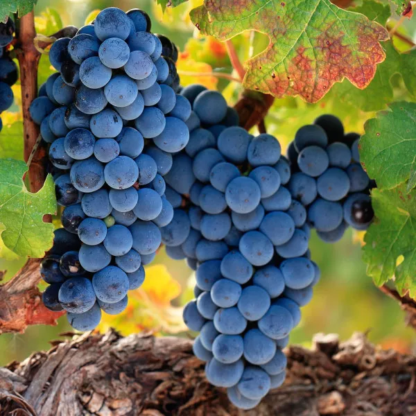 Goliath csemegeszőlő oltvány