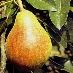 Hardenpont téli vajkörte körtefa