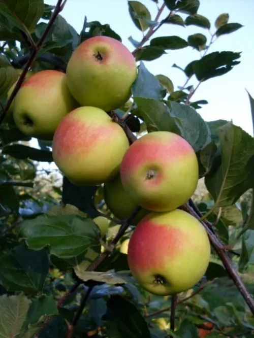 Húsvéti rozmaring almafa